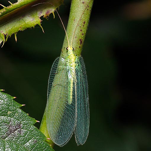 Nothancyla verreauxi, lacewing, Tasmania
