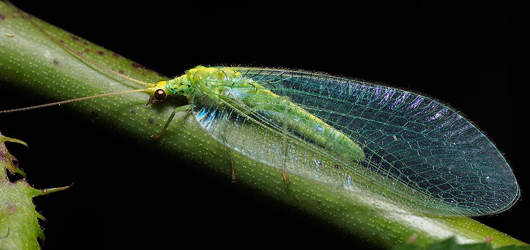 Nothancyla verreauxi, lacewing, Tasmania