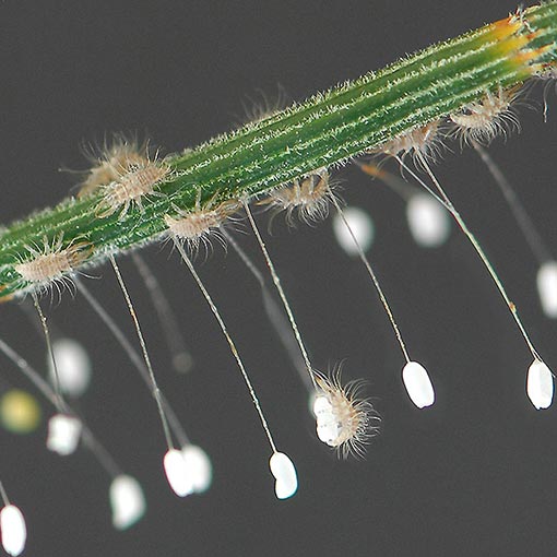 Nothancyla verreauxi, lacewing, Tasmania
