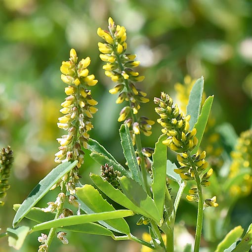 Melilotus indicus, Tasmania