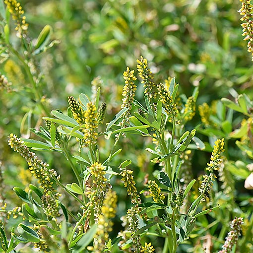 Melilotus indicus, Tasmania