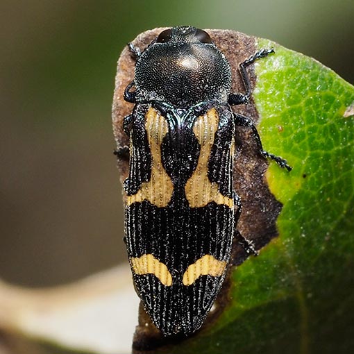 Castiarina-flavopicta Castiarina flavopicta, jewel beetle, Tasmania