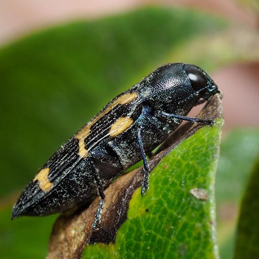 Castiarina-flavopicta2 Castiarina flavopicta, jewel beetle, Tasmania