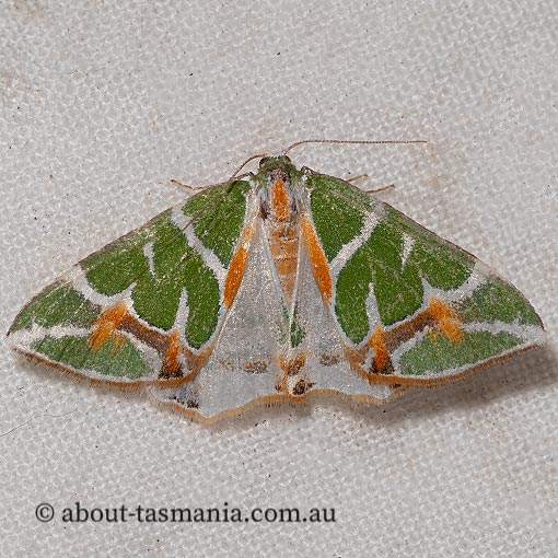 Chlorodes boisduvalaria | About Tasmania