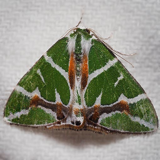 Chlorodes boisduvalaria | About Tasmania