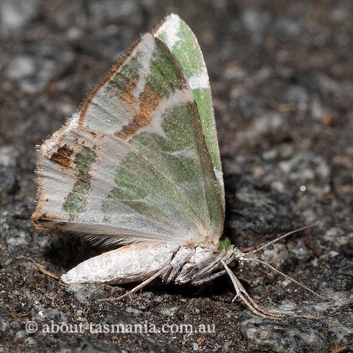 Chlorodes boisduvalaria | About Tasmania