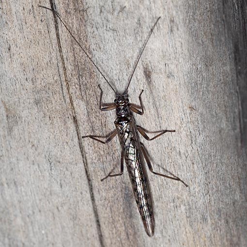 Stonefly, Dinotoperla sp., Tasmania