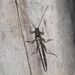 Stonefly