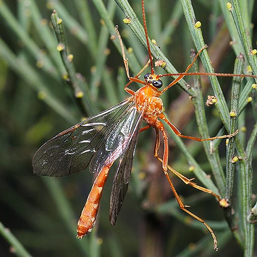 Enicospilus-sp Ichneumon wasp; Enicospilus sp. Tasmania