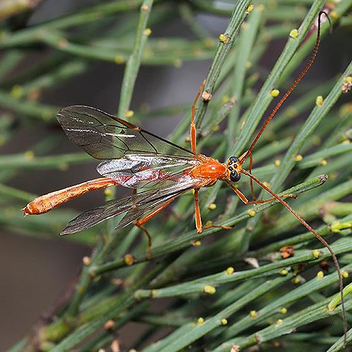 Enicospilus-sp2 Ichneumon wasp; Enicospilus sp., Tasmania