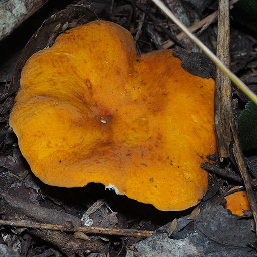 Lactarius clarkeae, fungi, Tasmania