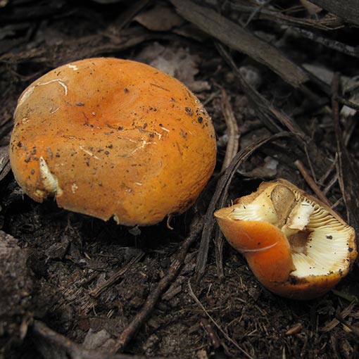 Lactarius clarkeae, fungi, Tasmania