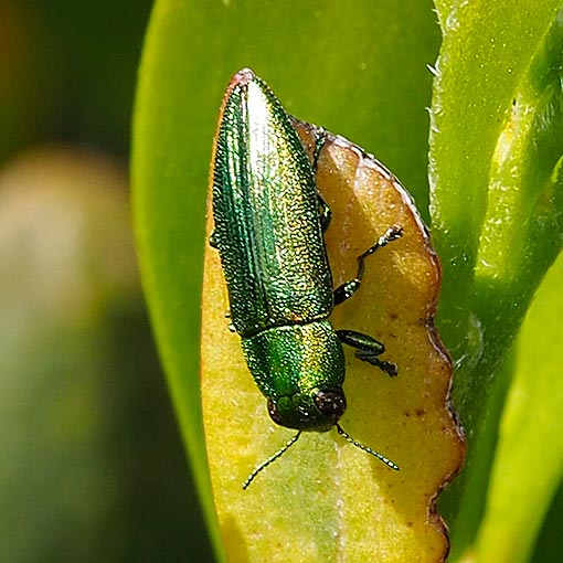 Melobasis-propinqua-porteri Meloblasis propinqua porteri, jewel beetle, Tasmania