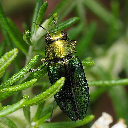 Meloblasis-propinqua-porteri Meloblasis propinqua porteri, jewel beetle, Tasmania