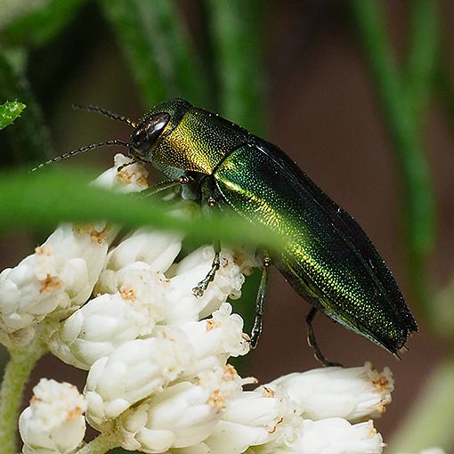 Meloblasis-propinqua-porteri2 Meloblasis propinqua porteri, jewel beetle, Tasmania