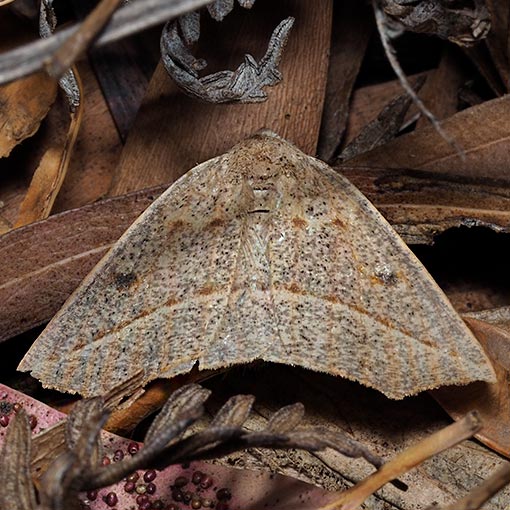 Metrocampa biplaga, Azelina biplaga, Geometridae, Tasmania, moth
