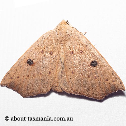 Metrocampa biplaga, Azelina biplaga, Geometridae, Tasmania, moth