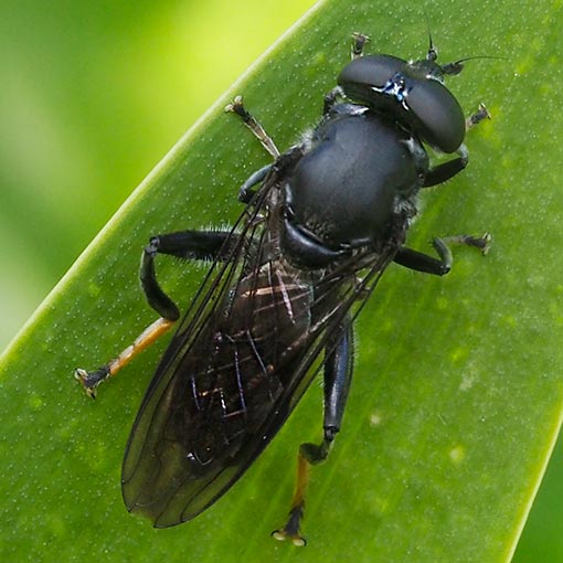Xylota flavitarsis, Syrphidae, Tasmania