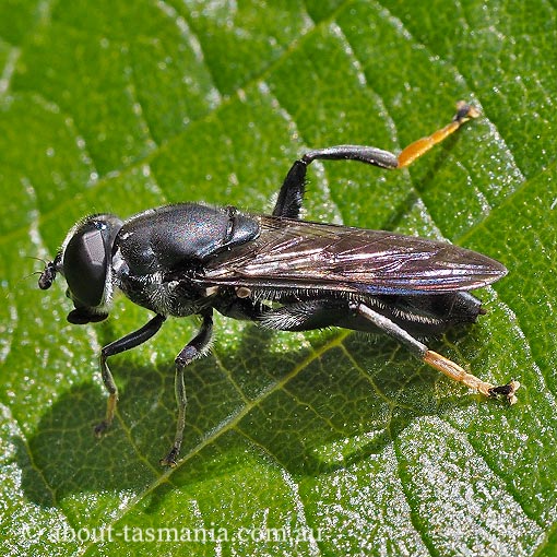 Xylota flavitarsis, Syrphidae, Tasmania
