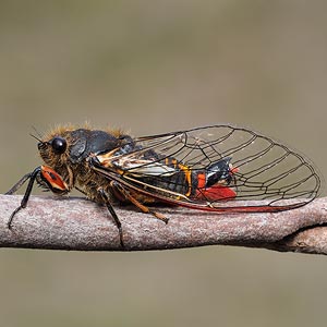 Golden-haired Firetail