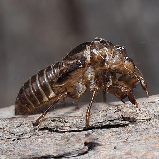 Cicada, Golden-haired Firetail, Yoyetta abdominalis, Tasmania