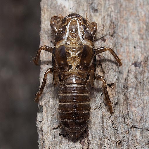 Cicada, Golden-haired Firetail, Yoyetta abdominalis, Tasmania