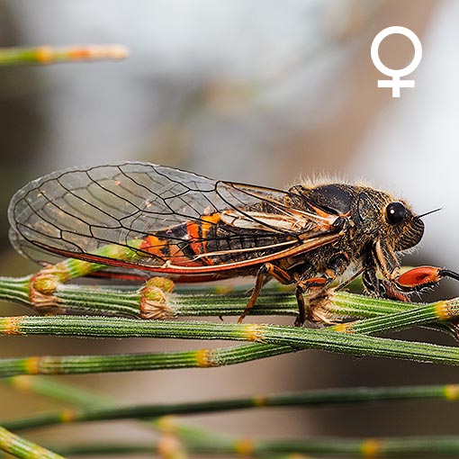 Cicada, Golden-haired Firetail, Yoyetta abdominalis, Tasmania