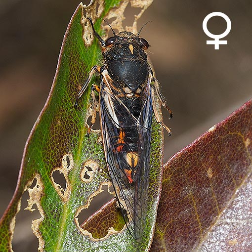 Cicada, Golden-haired Firetail, Yoyetta abdominalis, Tasmania