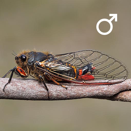 Cicada, Golden-haired Firetail, Yoyetta abdominalis, Tasmania