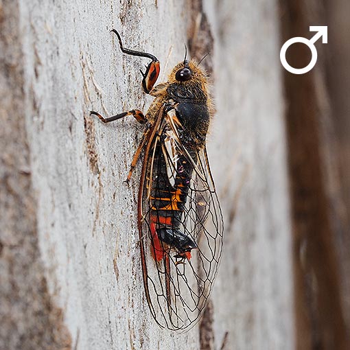 Cicada, Golden-haired Firetail, Yoyetta abdominalis, Tasmania