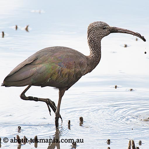 Glossy Ibis, Plegadis falcinellus, birds, Tasmania