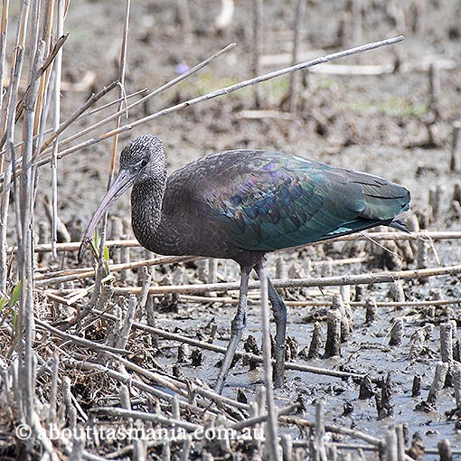 Glossy Ibis, Plegadis falcinellus, birds, Tasmania