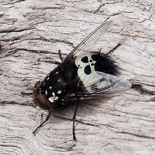 Tachinidae, Amphibolia vidua, Tasmania, fly
