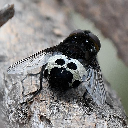 Tachinidae, Amphibolia vidua, Tasmania, fly