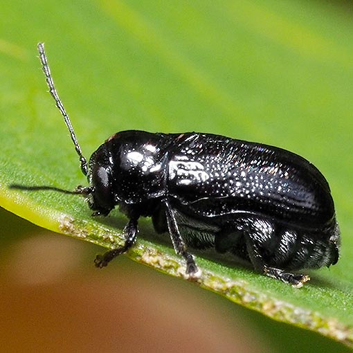 Leaf Beetle, Aporocera cf. atra, Tasmania