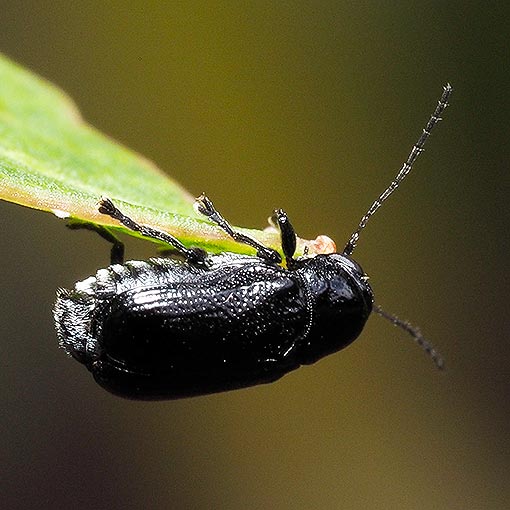 Leaf Beetle, Aporocera cf. atra, Tasmania