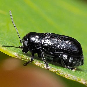 Aporocera atra