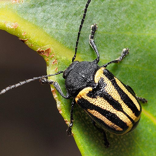Leaf Beetle, Cadmus australis, Tasmania