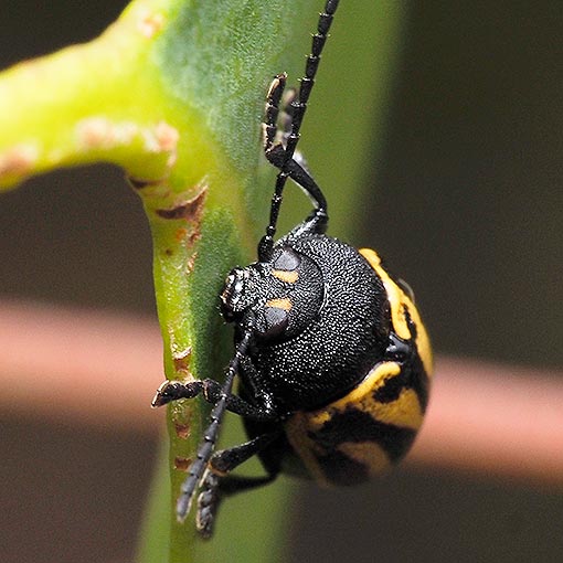 Leaf Beetle, Cadmus australis, Tasmania