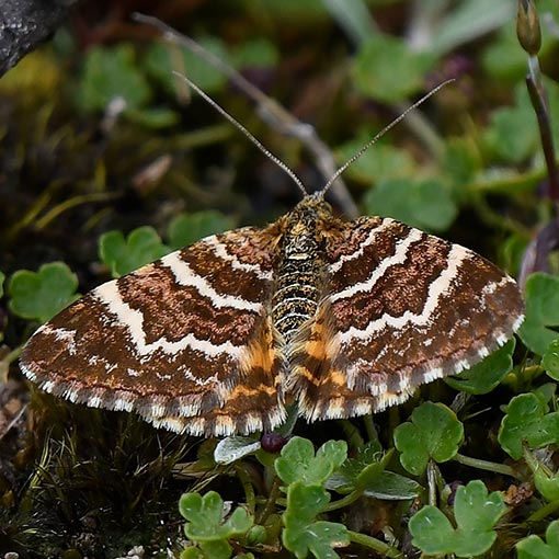 Larentiinae, Chrysolarentia polycarpa, moth, Tasmania