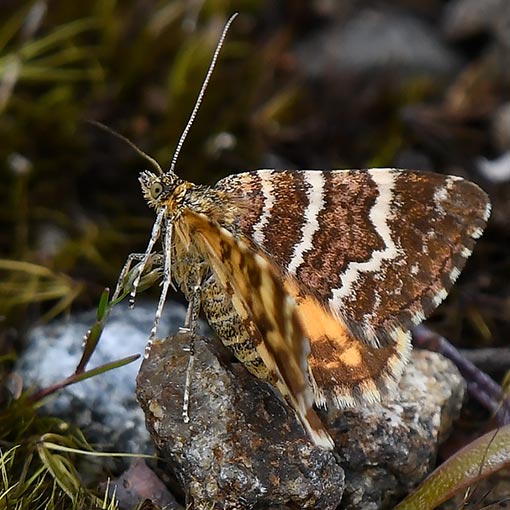 Larentiinae, Chrysolarentia polycarpa, moth, Tasmania