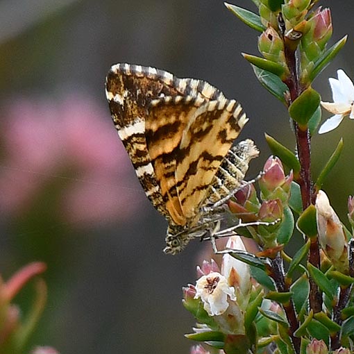 Larentiinae, Chrysolarentia polycarpa, moth, Tasmania