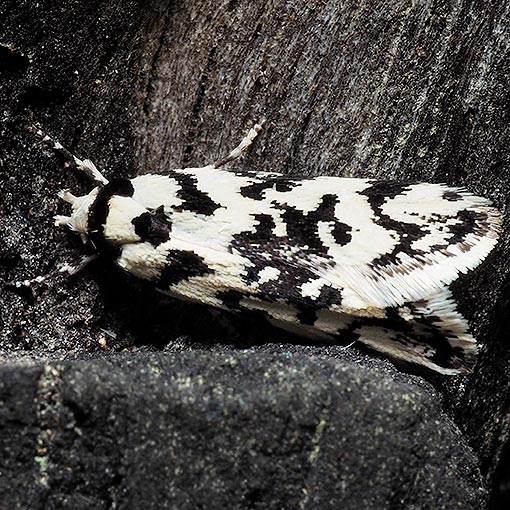 Cosmaresta charaxias, Oecophoridae, Tasmania, moth