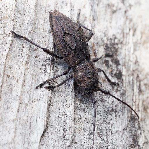 Longicorn Beetle, Dorcadida bilocularis, Tasmania