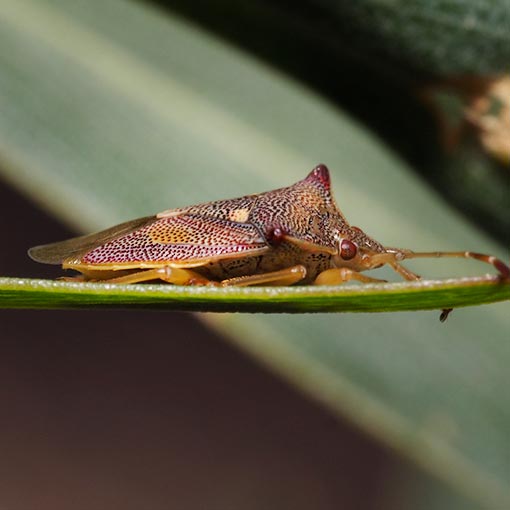 Shield Bug, cf. Hiarchas angularis, Tasmania