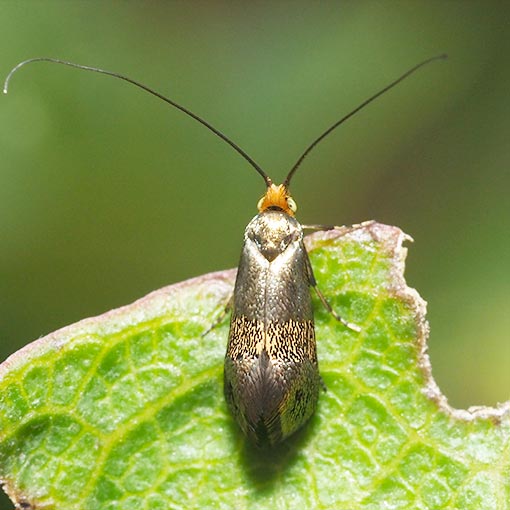 Nemophora sparsella, Adelinae, Tasmania
