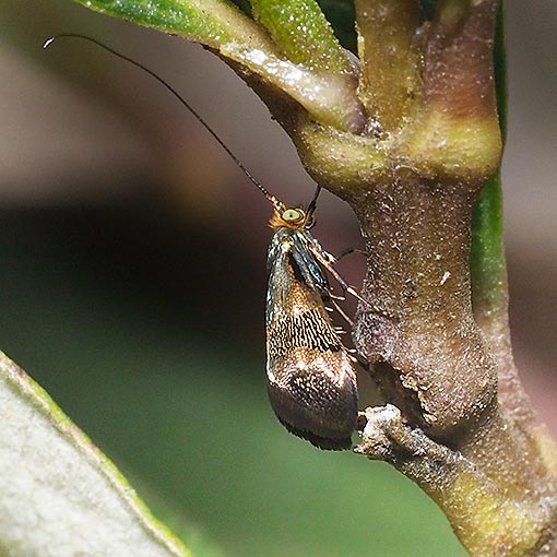 Nemophora sparsella, Adelinae, Tasmania