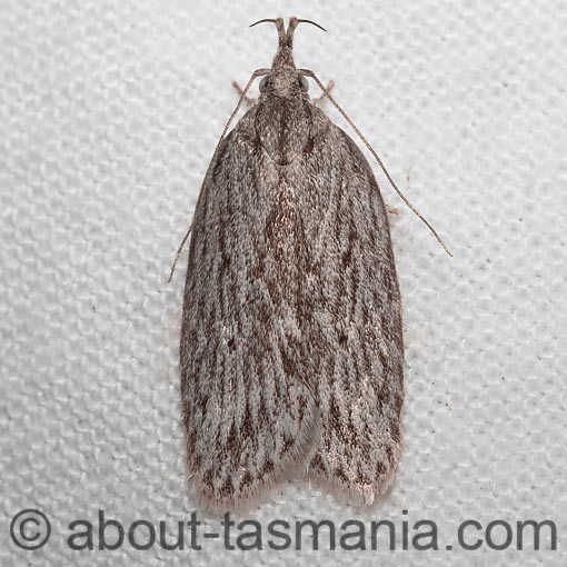 Pedois lewinella, Depressariidae, Tasmania, moth