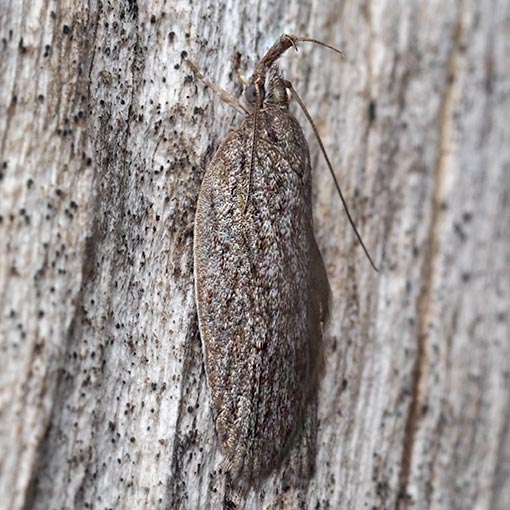 Pedois lewinella, Depressariidae, Tasmania, moth