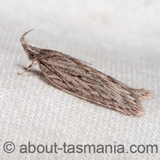 Pedois lewinella, Depressariidae, Tasmania, moth